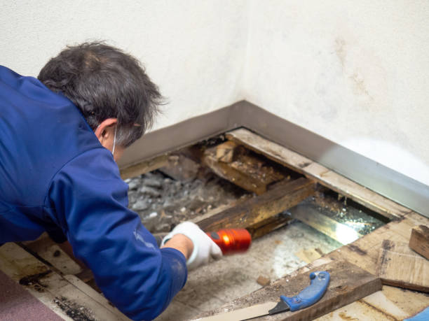 Best Crawl Space Mold Removal  in Honeygo, MD