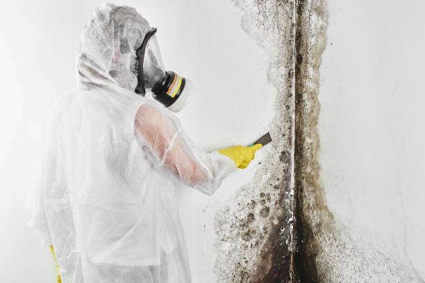 Mold Testing and Removal in Honeygo, MD