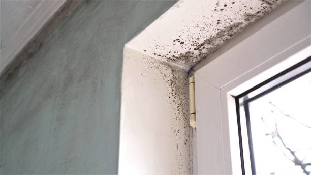 Best Mold Inspection  in Honeygo, MD