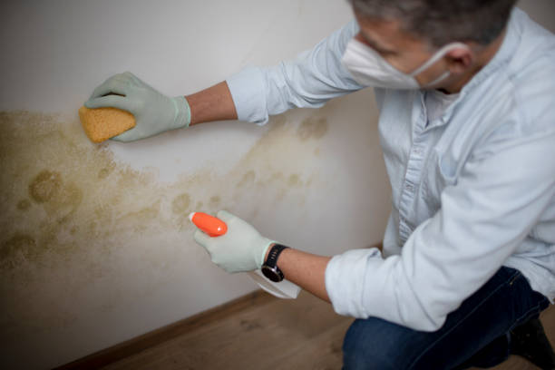 Best Mold Removal Near Me  in Honeygo, MD