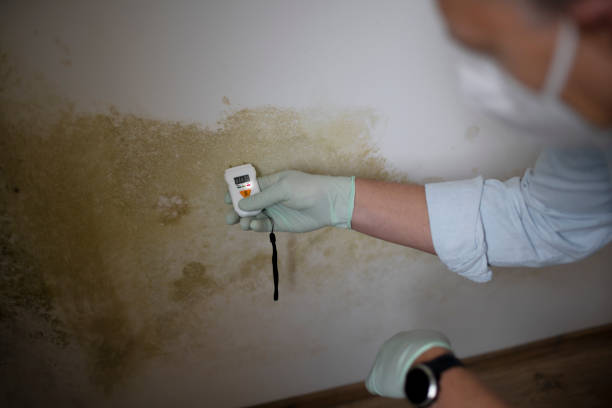 Best Mold Testing  in Honeygo, MD