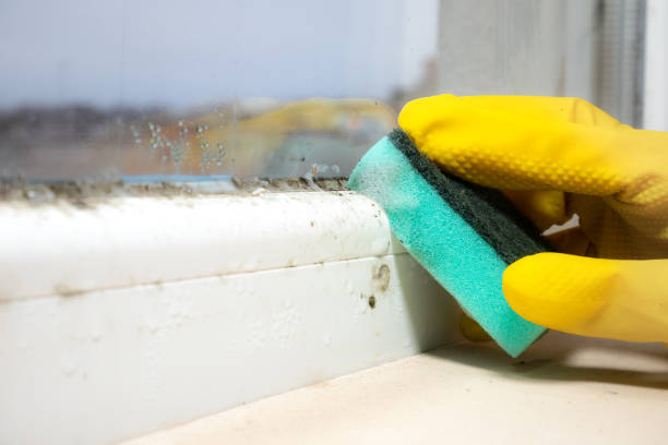 Best Residential Mold Removal  in Honeygo, MD