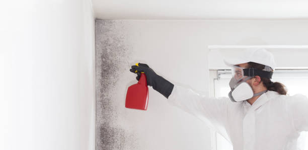 Best Commercial Mold Removal  in Honeygo, MD