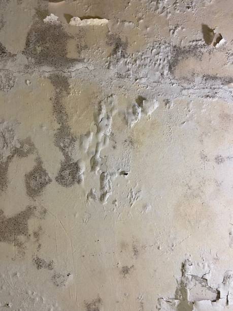 Best Attic Mold Removal  in Honeygo, MD