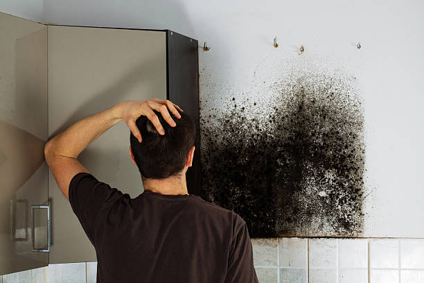 Best Toxic Mold Removal  in Honeygo, MD