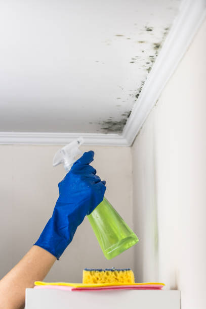 Best Mold Testing and Removal  in Honeygo, MD