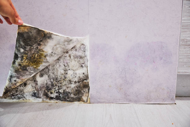 Best Mold Removal Company Near Me  in Honeygo, MD